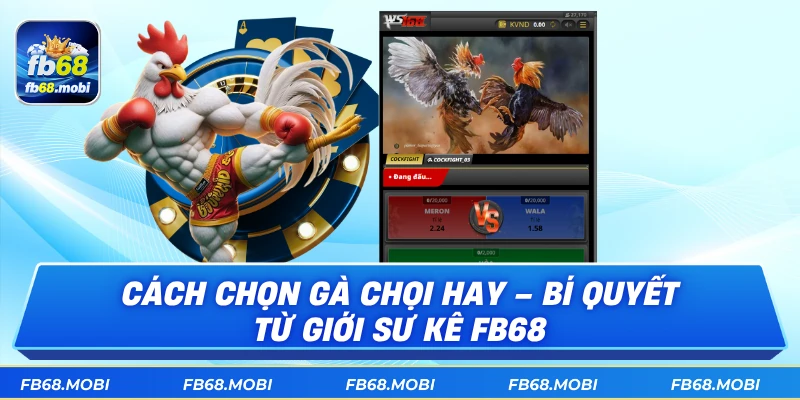 Cách Chọn Gà Chọi Hay