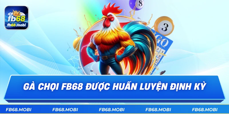 Gà chọi fb68 được huấn luyện định kỳ