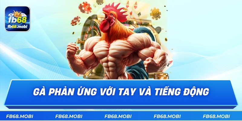 Gà phản ứng với tay và tiếng động