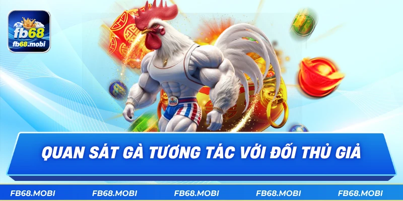 Quan sát gà tương tác với đối thủ giả